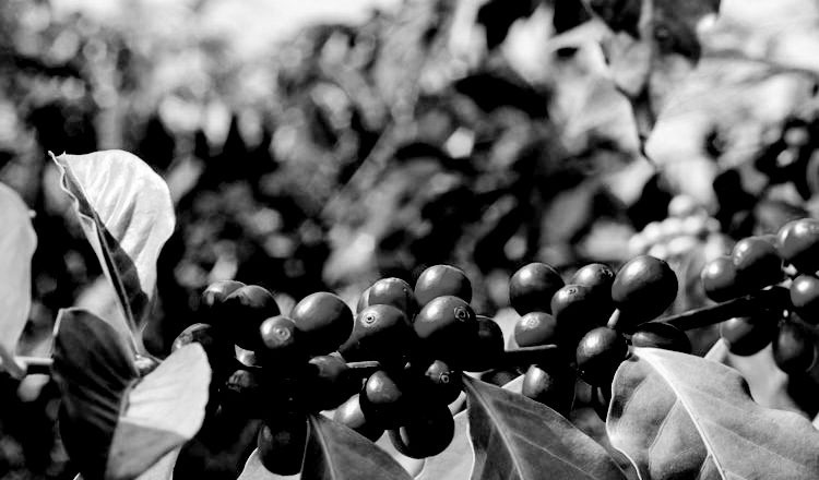 Tour de Café La Marquesina — Bosques de La Doctora en Sabaneta